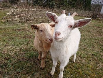 Portrait of a sheep on field