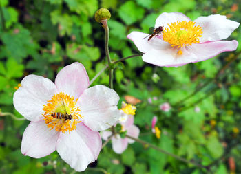 Close-up of pink flower