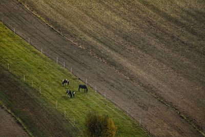 High angle view of horses grazing on field