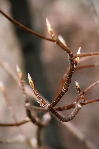 Close-up of plant during winter