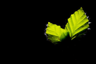 Close-up of leaf against black background