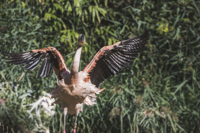 Bird flying in a forest