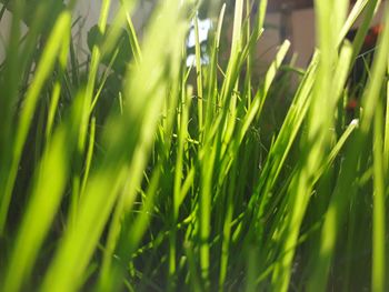 Close-up of fresh green grass in field