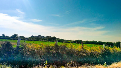 Scenic view of agricultural field against sky