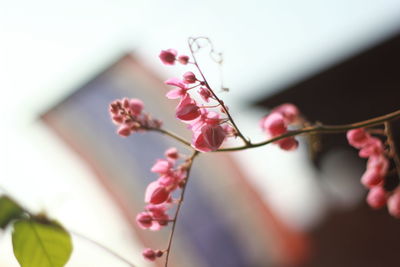 Low angle view of pink flowers on tree