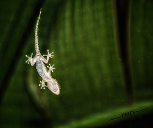 Close-up of insect on leaf