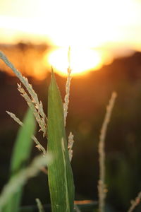 Close-up of fresh plant against sky during sunset