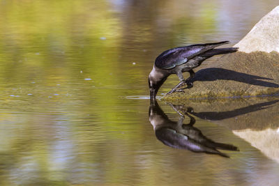 Bird perching on a lake