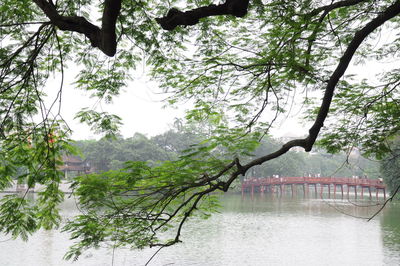 Scenic view of trees by river