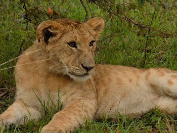 Portrait of a cat lying on grass