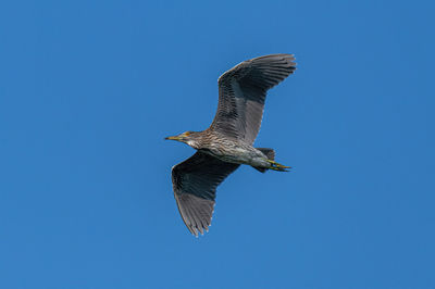 Low angle view of eagle flying against clear blue sky