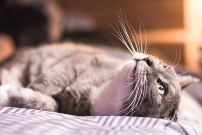 Close-up of a cat lying on bed