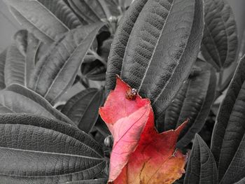 Close-up of butterfly on dry leaves