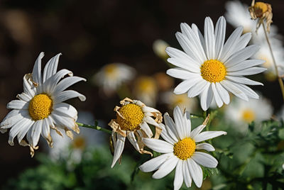 Close-up of white daisy flowers