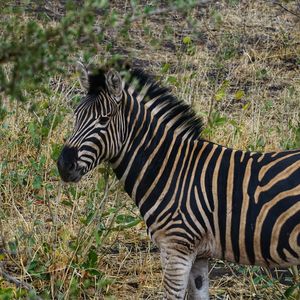 Zebras standing in a field