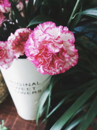 Close-up of pink rose