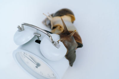 High angle view of a horse against white background