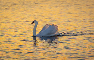 Swan swimming in lake