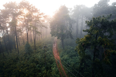 Scenic view of forest against sky