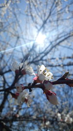 Low angle view of cherry blossom