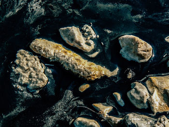 Close-up of turtle on rock