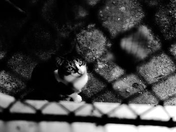 High angle portrait of cat by fence