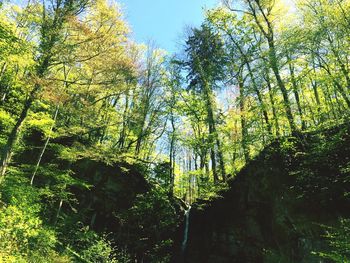 Low angle view of trees in forest