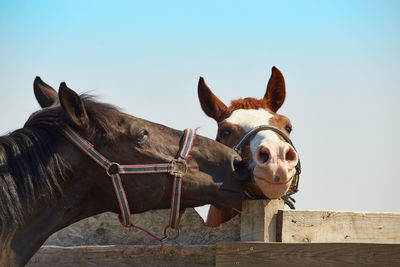 Horse in a farm against clear sky