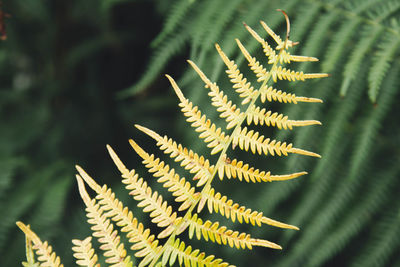 Close-up of fresh green leaf