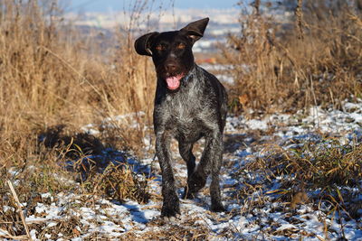 A working dog of the german hunting breed drathaar on the hunt in the field. high quality photo