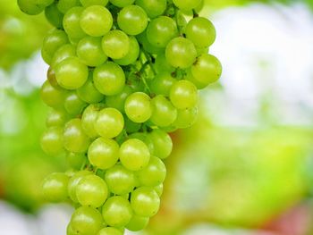 Close-up of grapes growing in vineyard