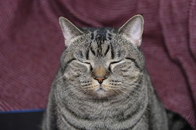 Close-up portrait of a cat