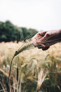 Close-up of wheat growing on field