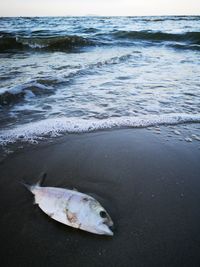 View of fish in sea