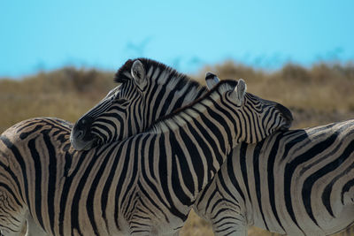 Zebras resting on each other