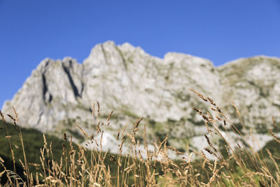 Close-up of plants against clear sky