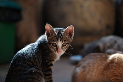 Close-up of tabby cat