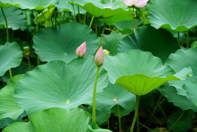 Close-up of lotus water lily leaves