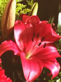 Close-up of pink flowers