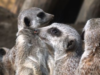 Close-up of sheep in zoo