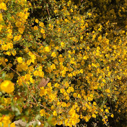 Close-up of yellow flowering plant