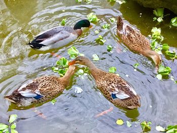 High angle view of mallard duck swimming in lake