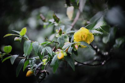 Close-up of yellow flowering plant