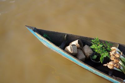 High angle view of turtle in water