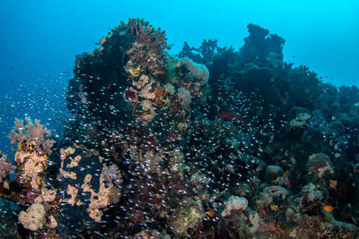 Fish in sea