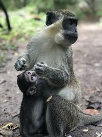Monkeys sitting outdoors feeding his child 