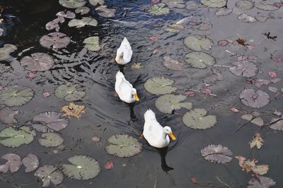 Birds in calm water