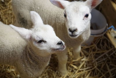 Close-up of sheep