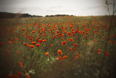 Scenic view of poppy field against sky