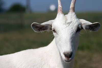 Close-up portrait of goat on field